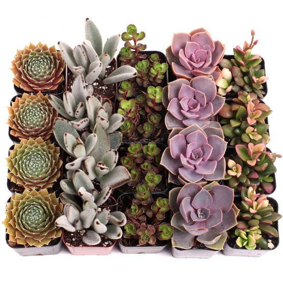Mountain Crest Gardens - Wholesale Succulent - MCG 20 Specialâ„¢ Bulk Succulent Assortment - 5 Types