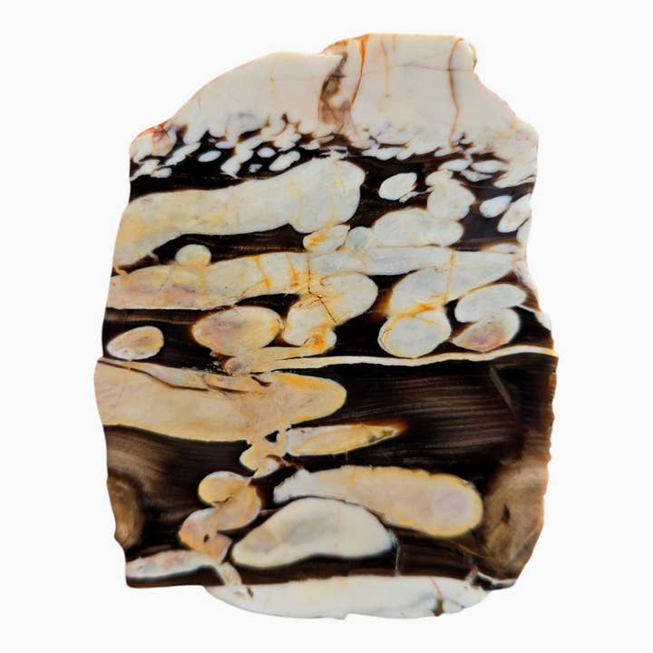 Lapidary Central - Wholesale Spiritual stone/crystal - Peanut Wood Slab – Australian Petrified Wood with Fossil Larvae Borings