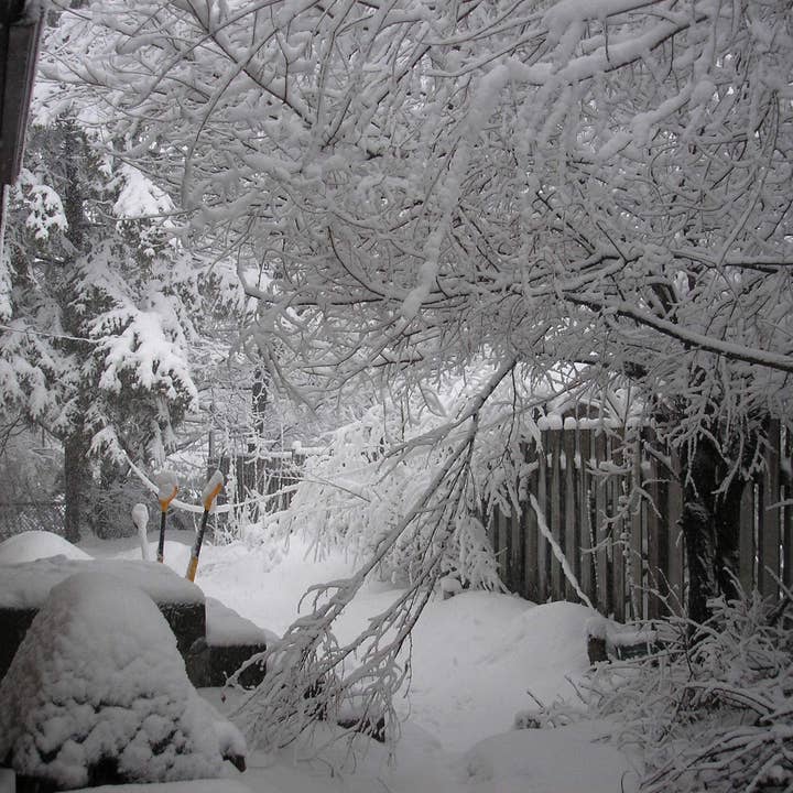 Morning After the Snow Storm for wholesale by Sarah’s Card Co.