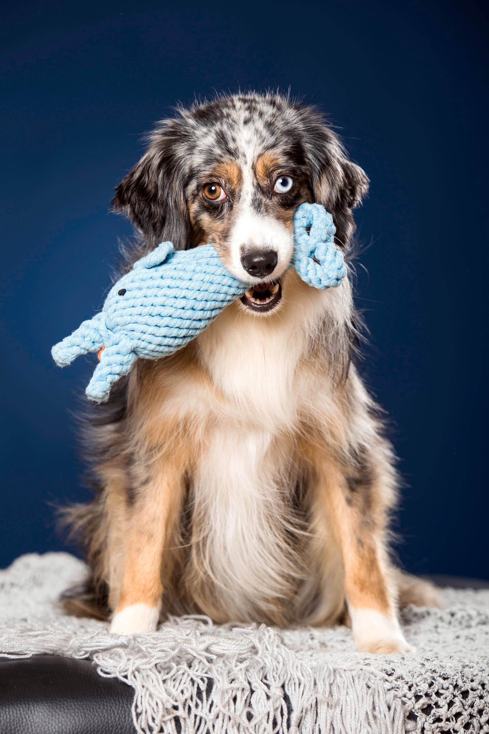 LABONI - Volentis GmbH - Wholesale Pet Rope Toy - Dog - Blanket TEDDY GREY - Multifunctional Blanket12