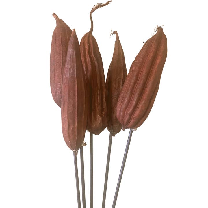 Botanico Ltd. - Wholesale Dried/Pressed Flowers - Jhinga Pods1