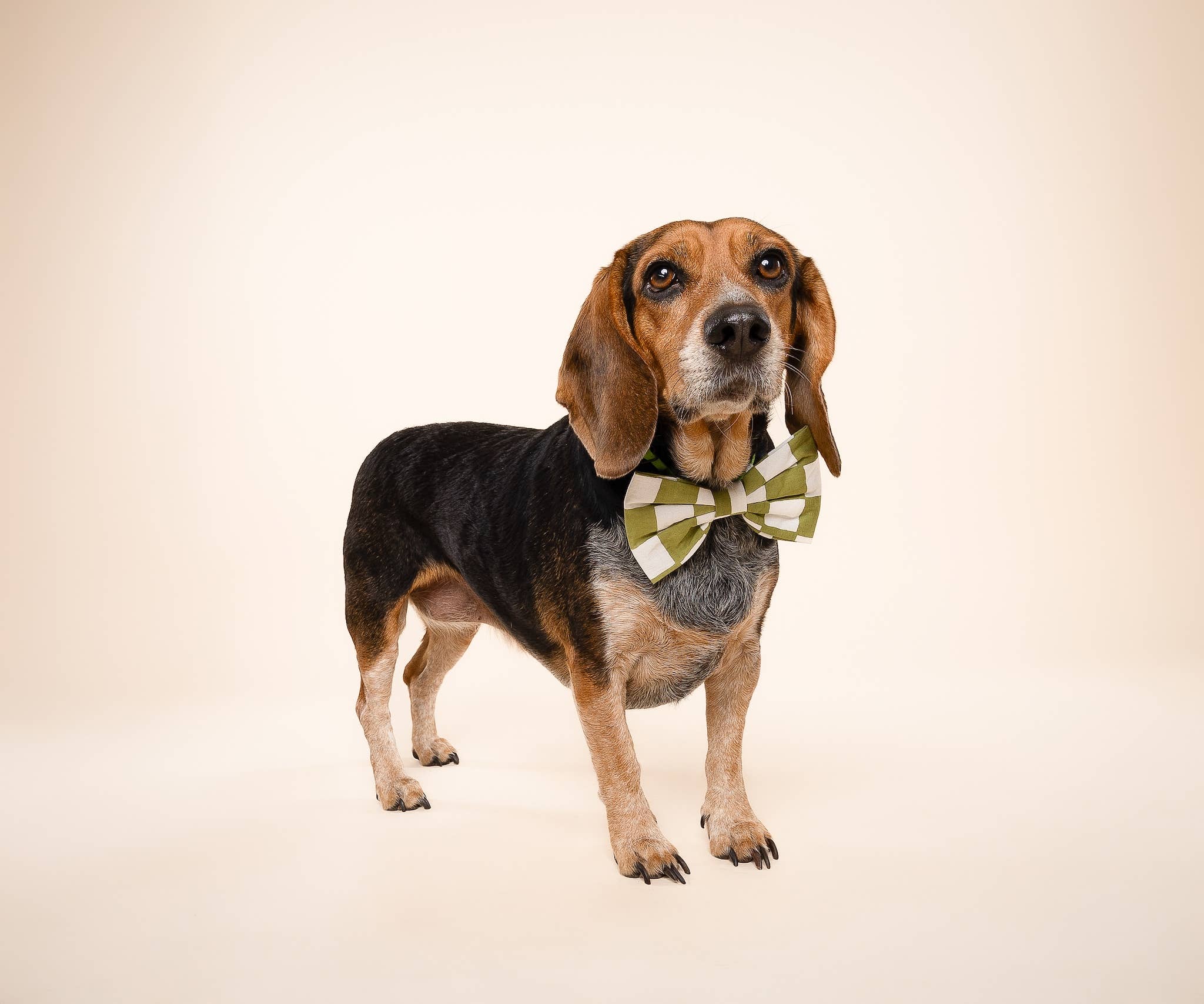 The Paws – Großhandel Fliege für Haustiere – Hund – Fliege - Checkmate2