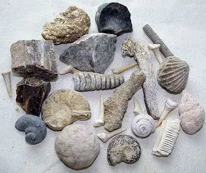 Cold River Mining - Wholesale Decorative Tabletop Object - FLAT RATE BOX- BLUE BAG WITHOUT SAND – 15 DIFFERENT FOSSILS0