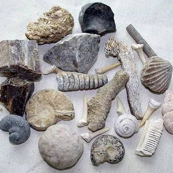 Cold River Mining - Wholesale Decorative Tabletop Object - FLAT RATE BOX- BLUE BAG WITHOUT SAND – 15 DIFFERENT FOSSILS