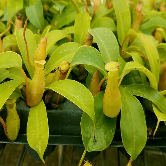Nepenthes Alata (pitcher plant). 2-3 inch starter plant. for wholesale by Dick's Sticks and Exotics