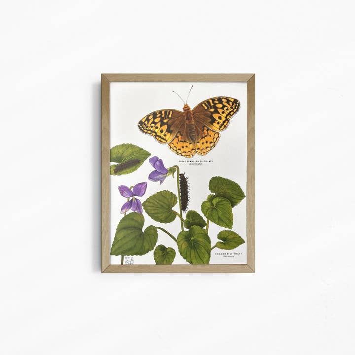 Moss and Mineral - Wholesale Art Print - Great Spangled Fritillary and Violet, Botanical Art Print 8
