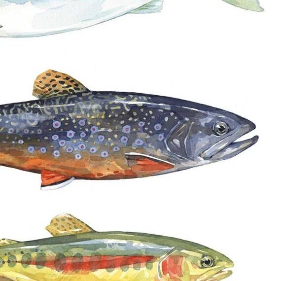Studio Tuesday – Großhandel Kunstdruck – Aquarellkunst-Druck Forelle und Lachs, Fliegenfischer-Malerei3