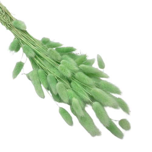 Concari.flores Preservadas - Wholesale Dried/Pressed Flowers - DRY LAGURUS5