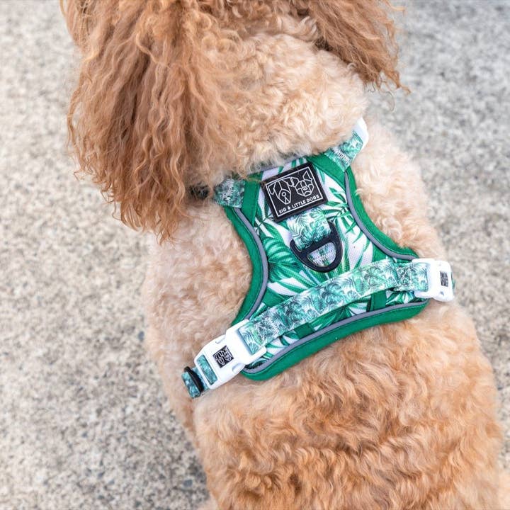 Big and Little Dogs – wholesale Sele - Hund – DEN ALLROUNDARE HUNDHARNESS: Förlorad i paradiset2