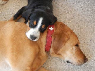 Alpen Schatz - Wholesale Pet Collar - Dog - Swiss Cross Collars8