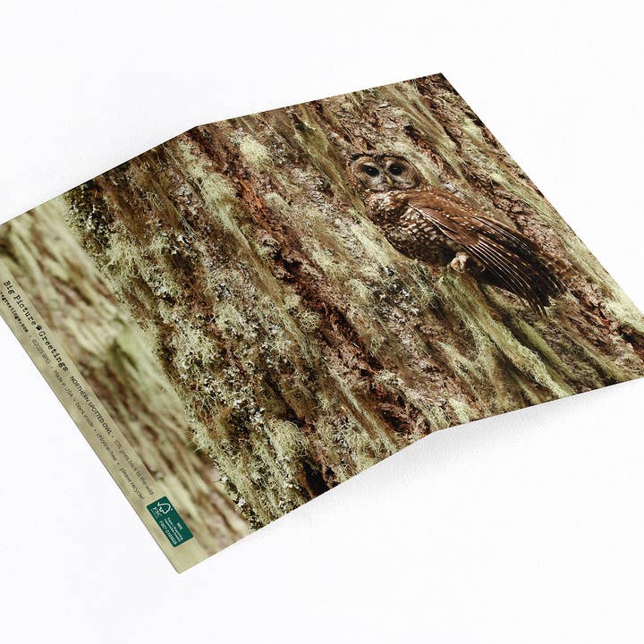 Owl note card with wild Northern Spotted Owl. for wholesale by Elster Photography/Big Picture Greetings