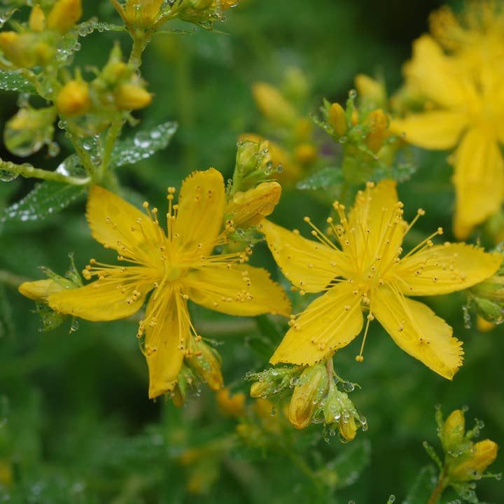 Avena Botanicals - Wholesale Tincture - St. John's Wort Tincture