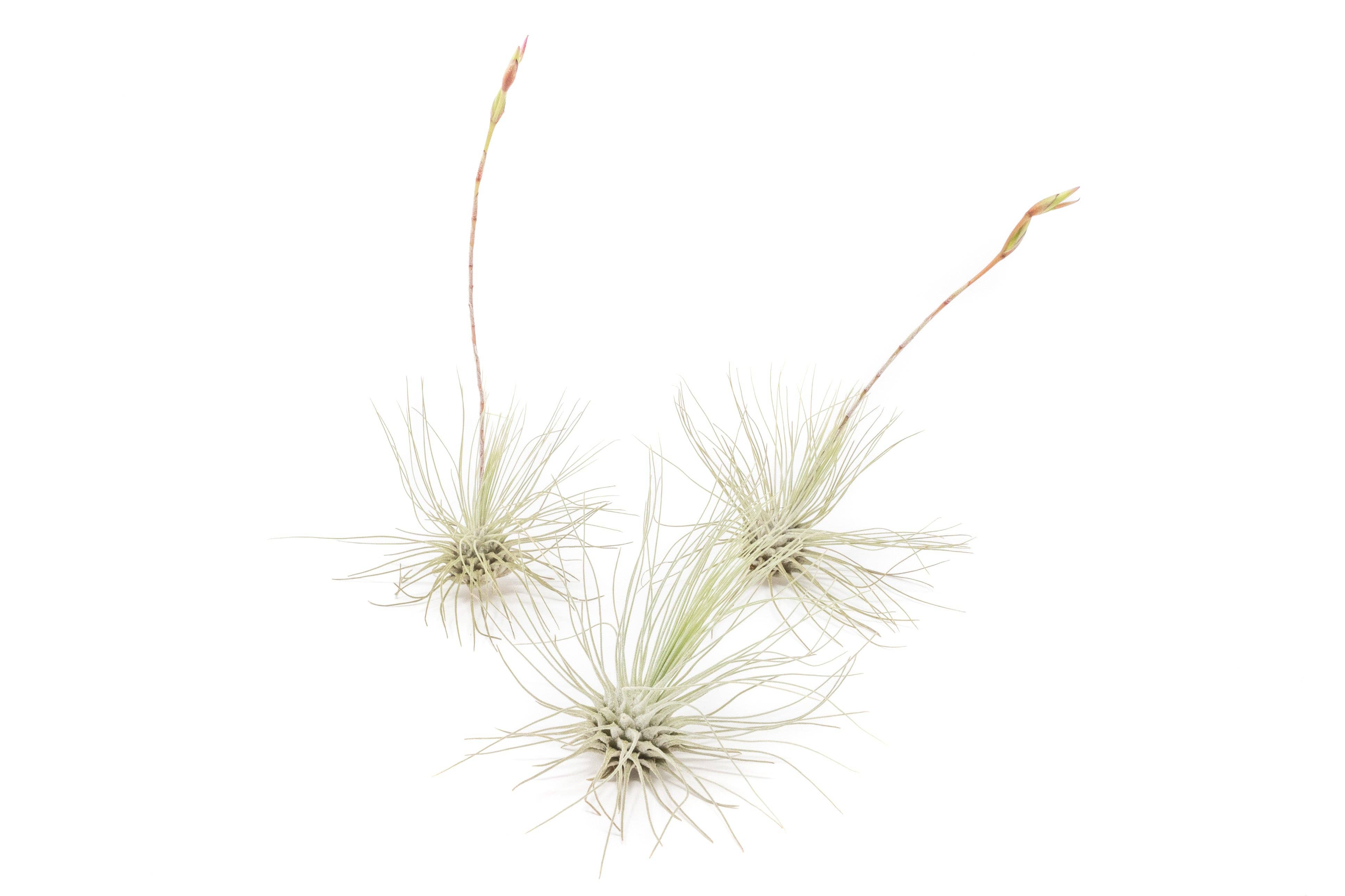 Air Plant Shop - Wholesale Live Plant - Tillandsia Argentea Thin Air Plants3