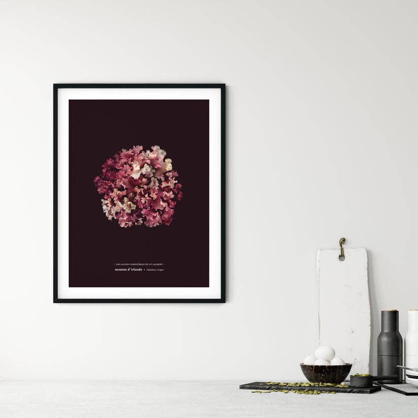 Raoul & Simone - Wholesale Art print - Irish Moss - La Pourpre (Chondrus crispus)0