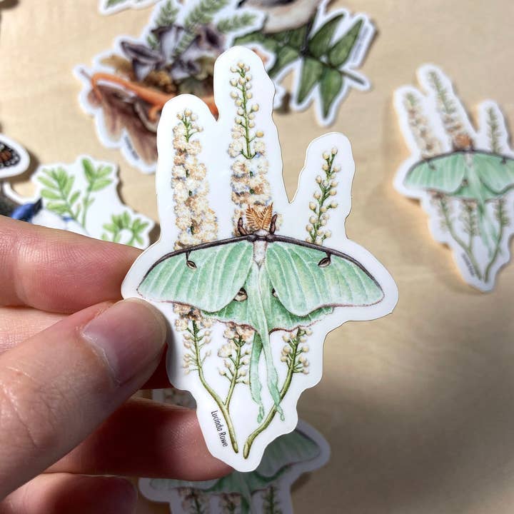 Sticker - Luna Moth On Black Cohosh for wholesale by Lucinda Rowe Art