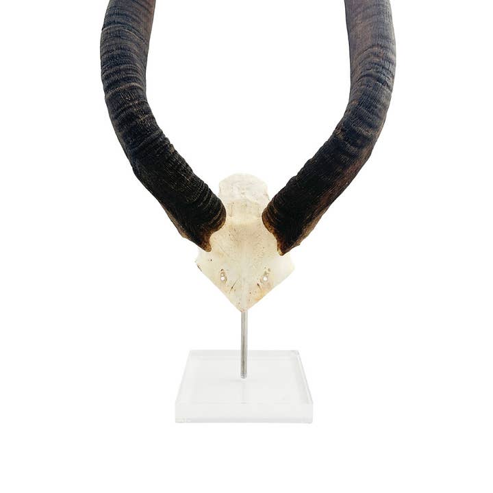 African Nyala Horn on Lucite Stand for wholesale by OUTPOST ORIGINAL