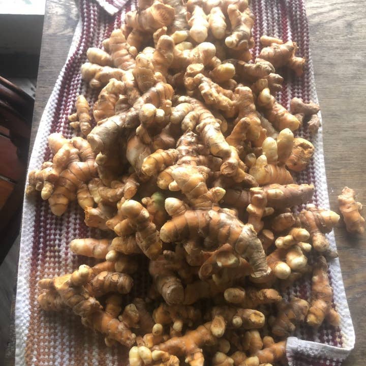 Rooster farms - Wholesale Plant Seeds - 1 Pound Hawaiian certified organic Turmeric Raw Roots Natural Organically Grown3