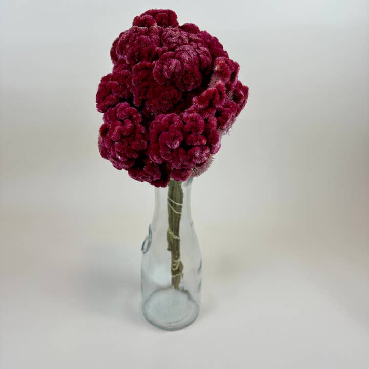 Lovejoy Farms Premium Dried Flowers – wholesale Torkade/pressade blommor – Tuppkam (Celosia) - Bourgogne
