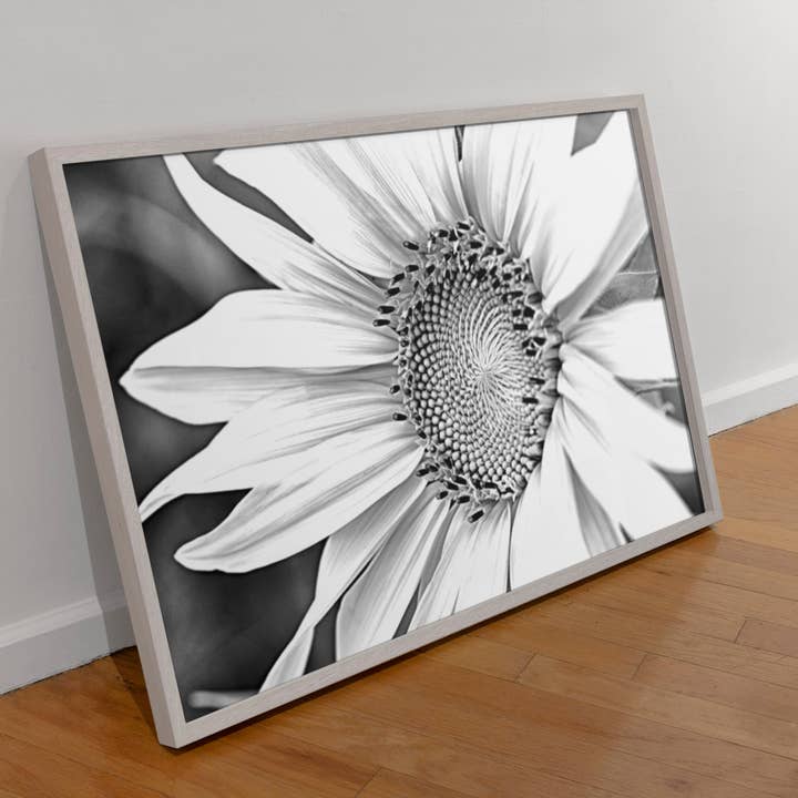 Fri Frakt Svart och vit Solros, Väggdekor för wholesale av Lisa Herigon Photography