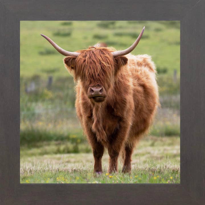 Summer Snow Art - Wholesale Sign - Cute Highland Cow Framed Art Sign Picture