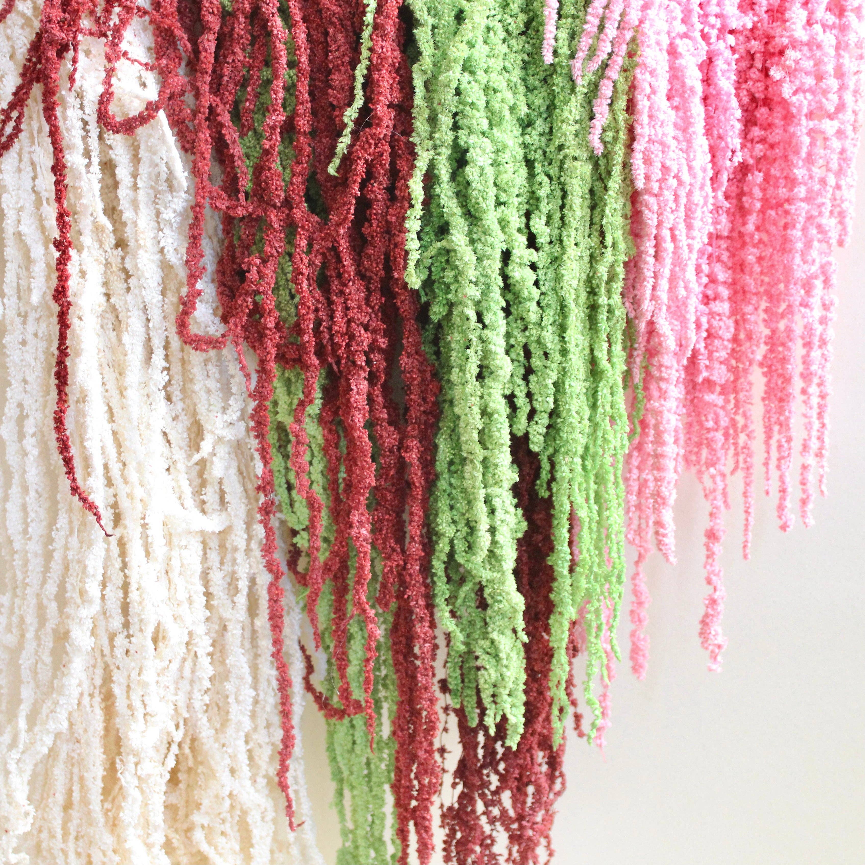 Roxanne's Dried Flowers - Wholesale Dried/Pressed Flowers - Amaranthus (Hanging) - Preserved3