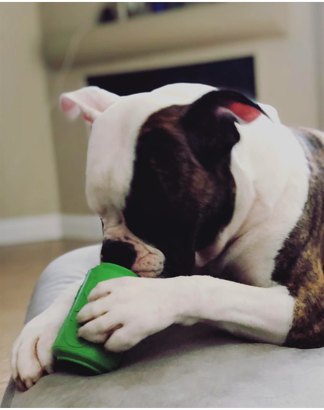 SodaPup Dog Toys - Wholesale Pet Chew Toy - Dog - SP Can Toy - Chew Toy - Treat Dispenser-Multiple size/color4