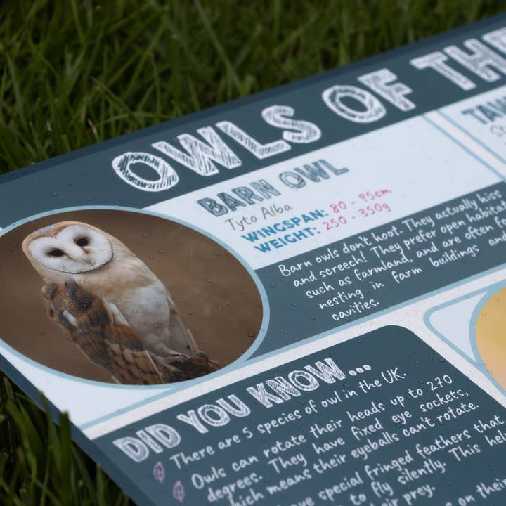 The Wild Spark – wholesale Poster – Owls of the UK Poster1