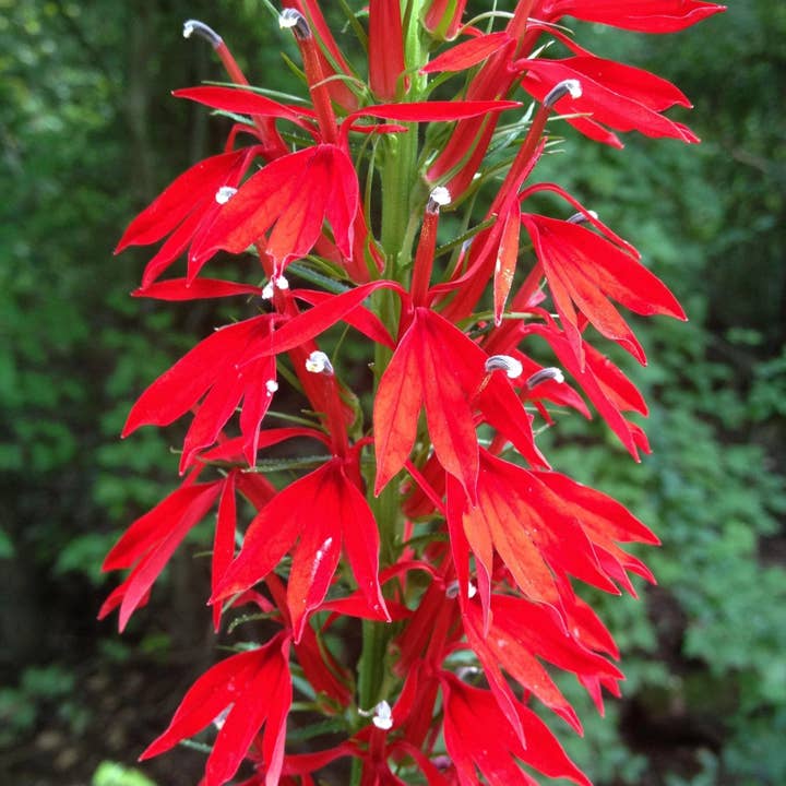 100 Cardinal Flower Seeds for wholesale by Steep Hill Garden
