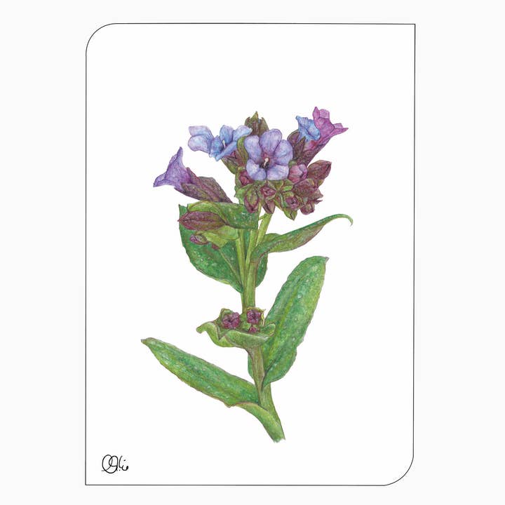 frühlingshafte Postkarte - Lungenkraut Aquarell - lila-grün für den Großhandel von christine wiegelmann design