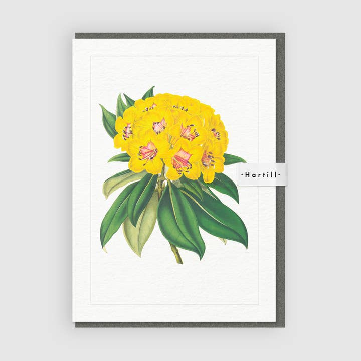 Konstgratulationskort Rhododendrum Javanicum Flower för wholesale av Hartill