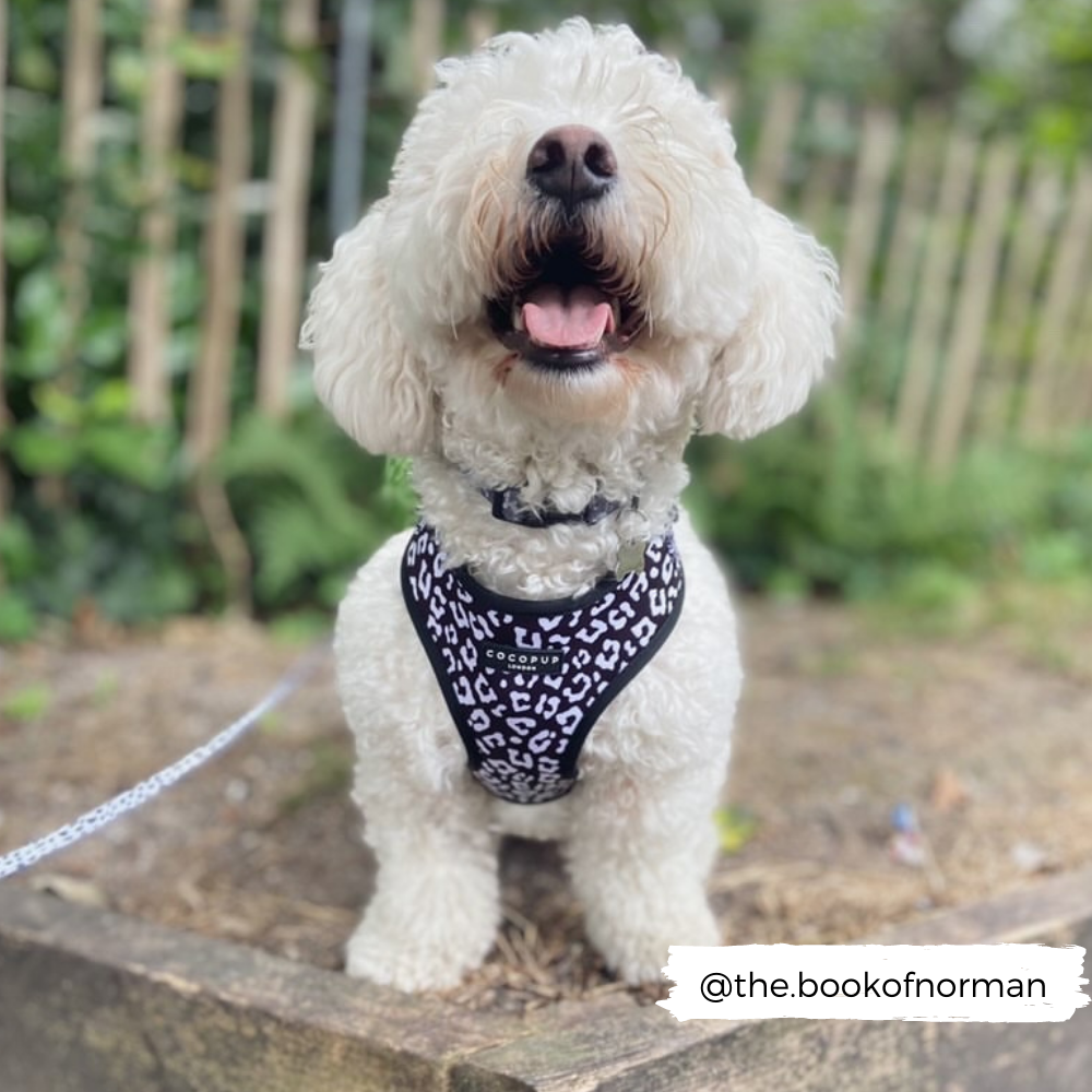 Cocopup London - Vente Harnais – chien - Harnais de cou ajustable léopard noir8