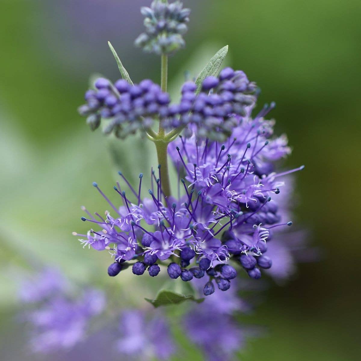 Sow the Magic - Wholesale Plant Seeds - The Empress Bee Tarot Seed Packet2