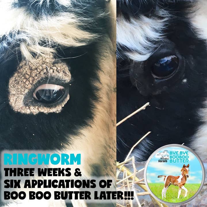 The Blissful Dog - Wholesale Pet Balm - Dog - The Blissful Horses Boo Boo Butter in Tins & Tubes8