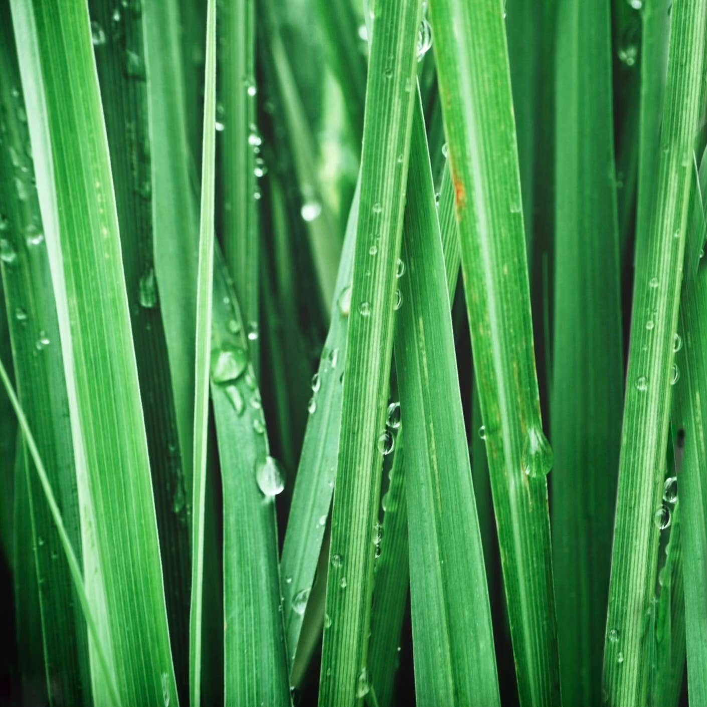 MONKS – wholesale Deodorant - Unisex – COPAL GREEN deodorantspray2