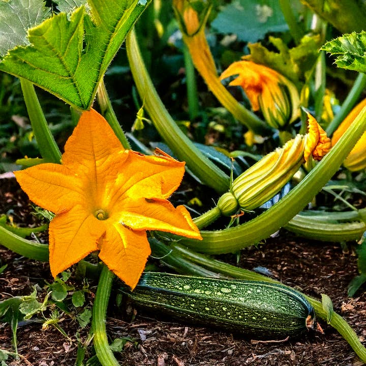 Chive Canada - Wholesale Plant Seeds - Shido Zucchini Vegetable Plant Seeds Packet2