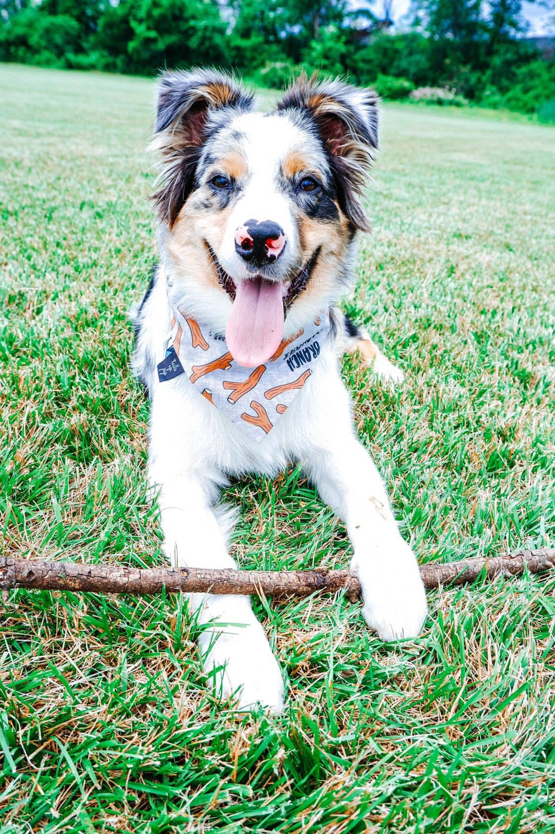 Tails Up, Pup - Wholesale Pet Bandana - Dog - Branch Manager Dog Bandana1