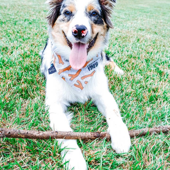 Tails Up, Pup - Wholesale Pet Bandana - Dog - Branch Manager Dog Bandana1