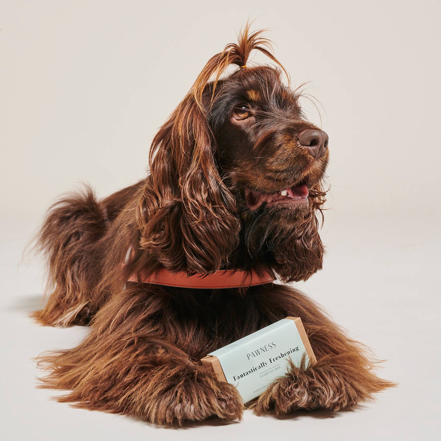 Pawness - Venta al por mayor Champú - Perros - Barra de Champú para Perros Fantásticamente Refrescante4