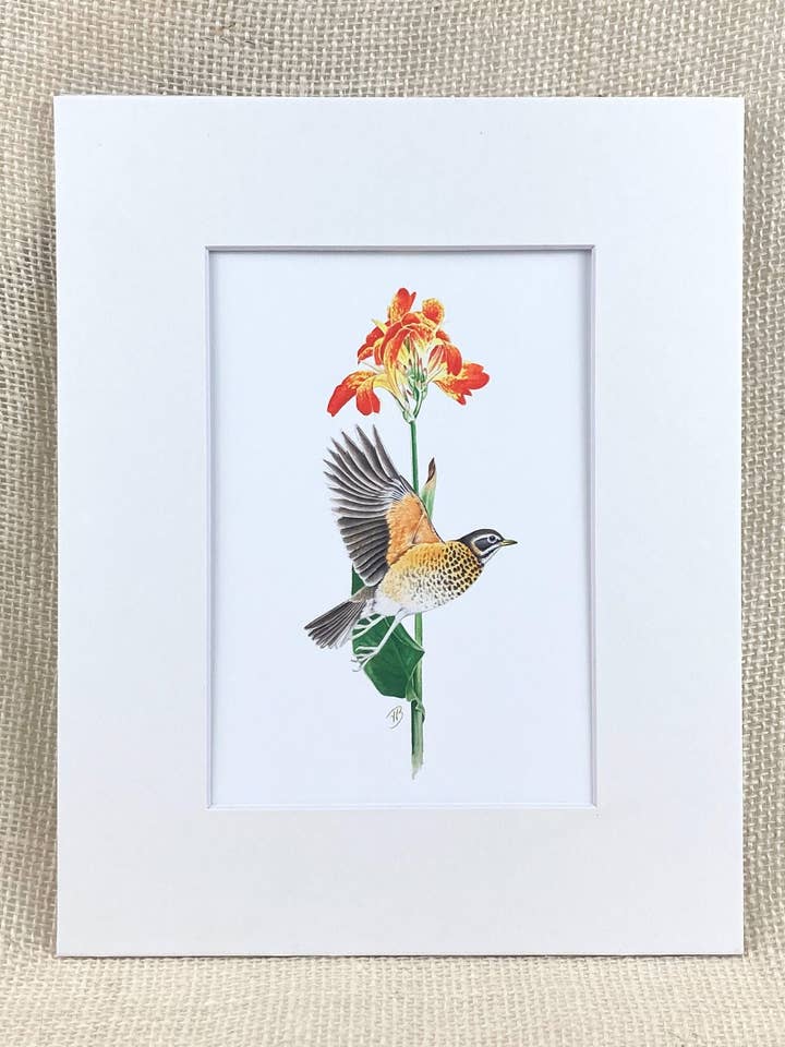 American Robin (Juvenile) Matted Print, Archival Print for wholesale by Streetlightbirds