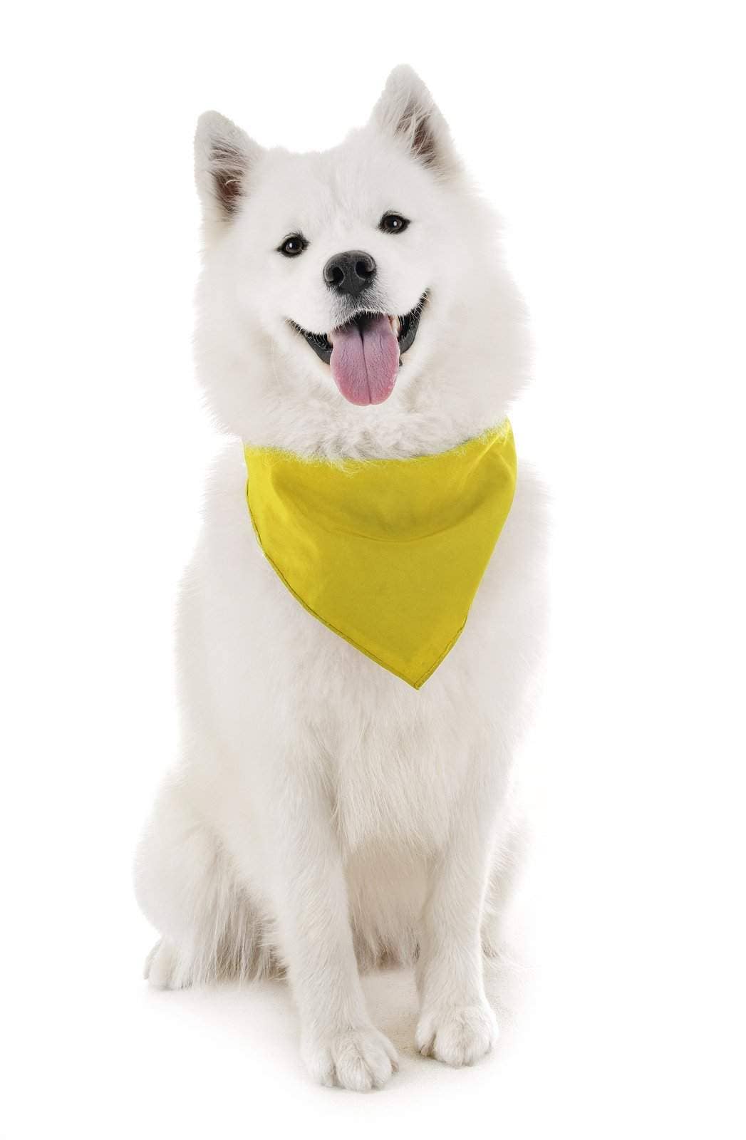 Auction Clearance - Vente Bandana – chien - Bandanas solides Balec pour chien, 4 pièces, écharpe et bavoir triangulaires pour tous les animaux de compagnie de petite, moyenne ou grande taille8