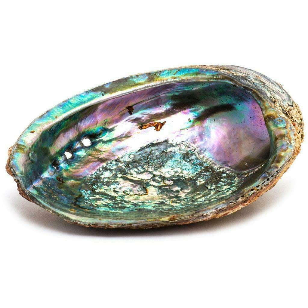GREENROOTS USA LLC - Wholesale Smudge Plate - Green Abalone Sea Shell One Side Polished Beach Craft 5" - 60