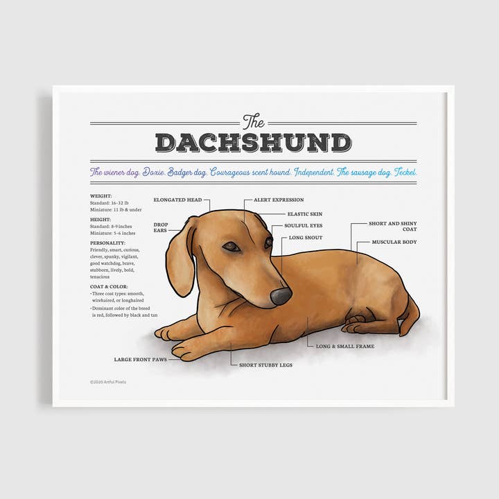 Dachshund Dog Diagram Art Print for wholesale by Artful Pixels