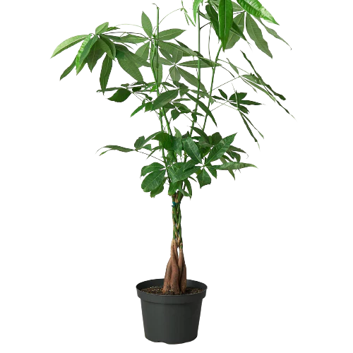 Bumble Plants - Vente Plante - Galon Pachira Money Tree « Châtaigne de Guyane »5