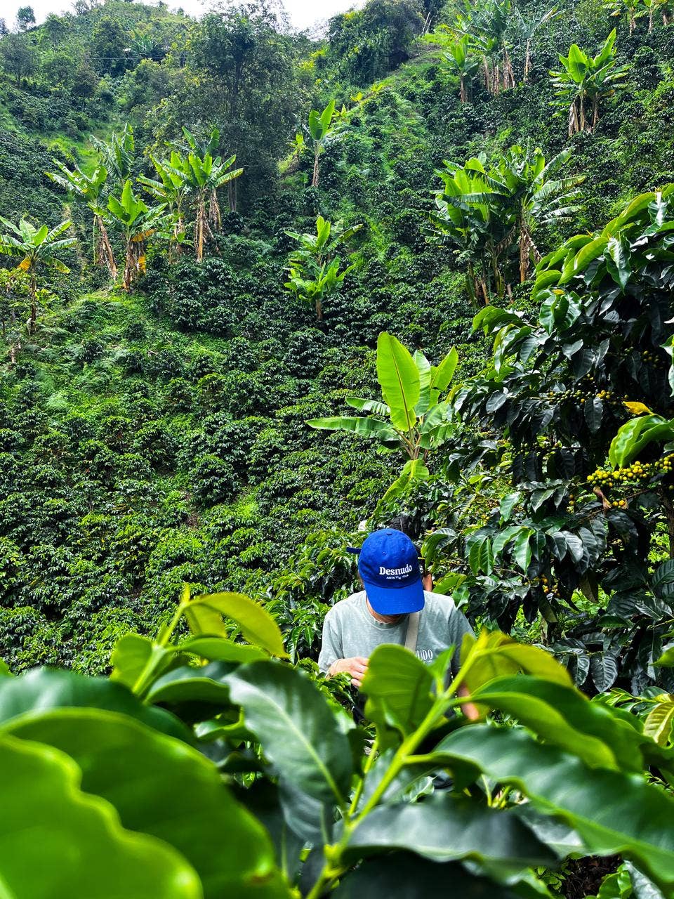 Desnudo Coffee - Wholesale Coffee Machine - 5 Gallon Cold Brew Tank (Austin, TX Only)1