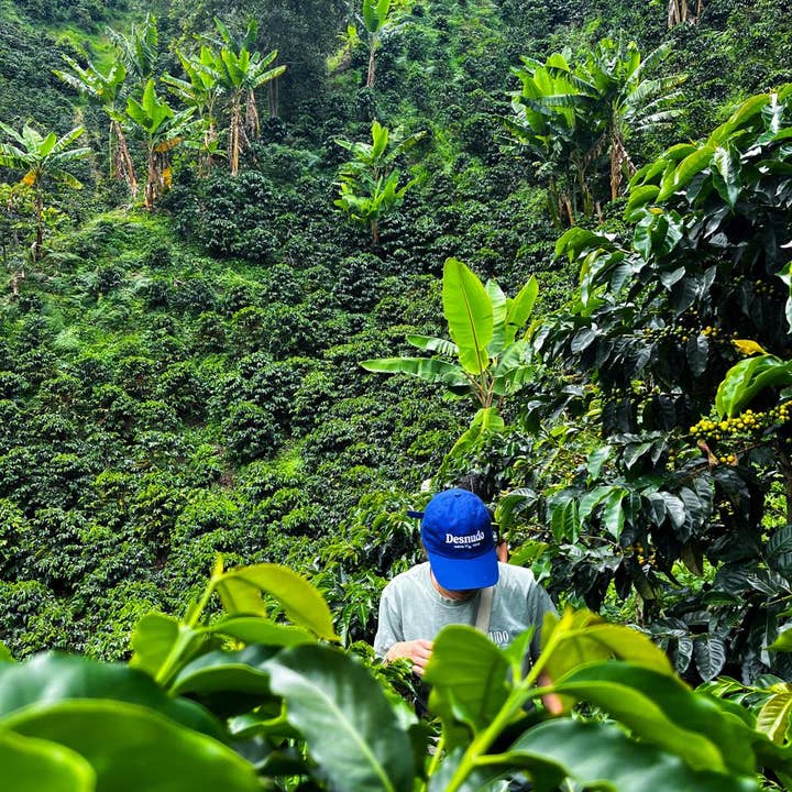 Desnudo Coffee - Wholesale Coffee Machine - 5 Gallon Cold Brew Tank (Austin, TX Only)1