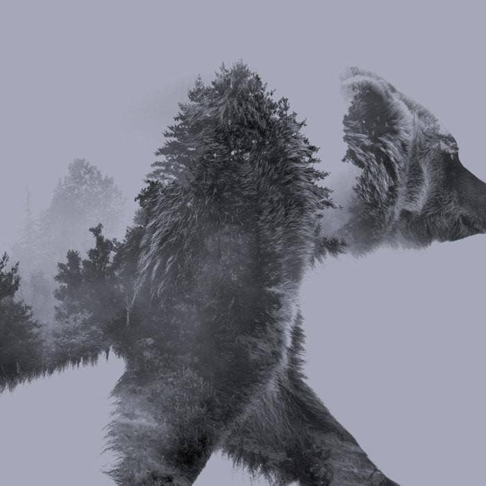 Black Lantern - Wholesale Screen Printed T-Shirt - Men's - Double Exposure Bear Men's T-Shirt1