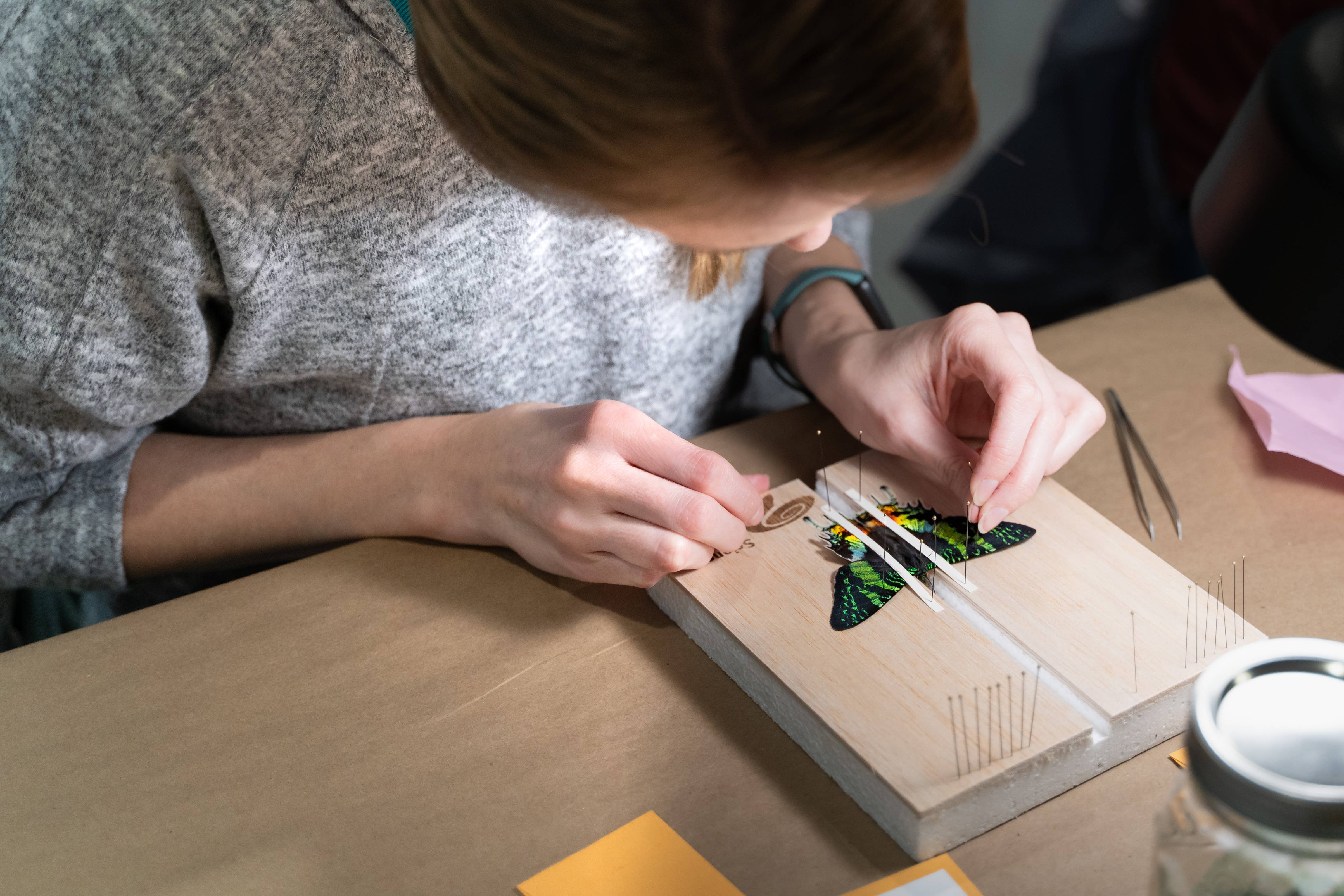 Science Museum of Minnesota - Wholesale DIY Craft Kit - Entomology STEM Pinning Kit - Museum-Designed Science Kit3