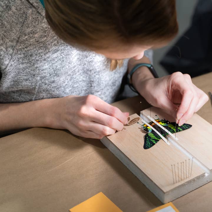 Science Museum of Minnesota - Wholesale DIY Craft Kit - Entomology STEM Pinning Kit - Museum-Designed Science Kit3