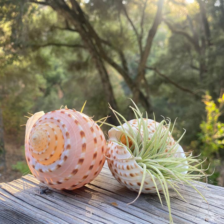 The Cactus Bros - Wholesale Live Plant - Air Plant and Shell1
