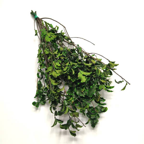 PITTOSFORO CONSERVATO per la vendita all'ingrosso da parte di Concari.flores Preservadas